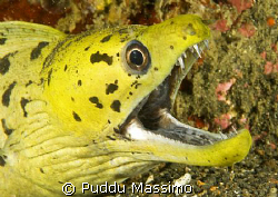 nikon d2x 6omm macro 2 strobes sea sea 120 by Puddu Massimo 